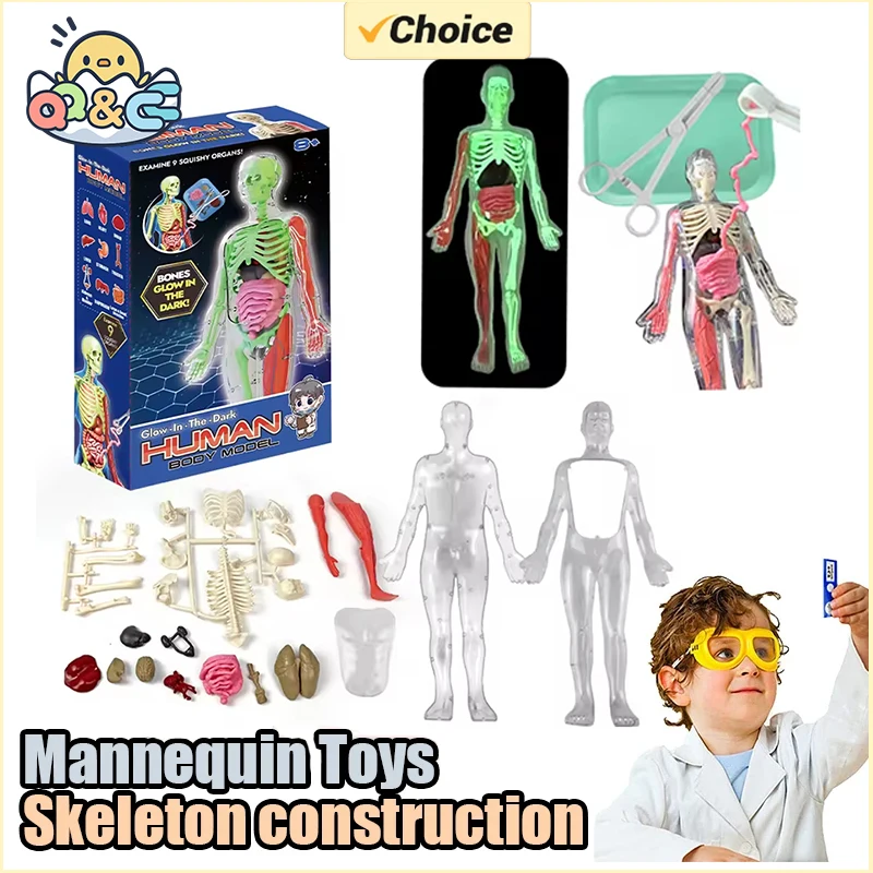 โครงกระดูกมนุษย์ออร์แกน Anatom - Kids Education Music บทวิจารณ์และราคา